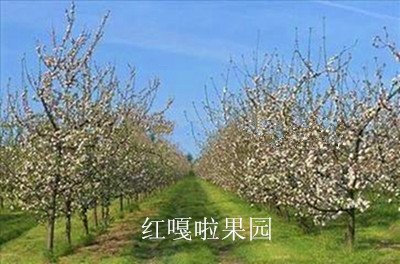蘋果苗 紅肉蘋果苗 紅*愛蘋果苗 山西里外紅蘋果苗價(jià)格
