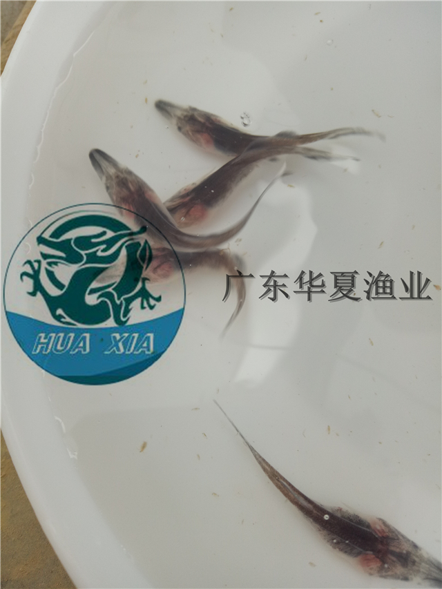 供應(yīng)用于養(yǎng)殖的鴨嘴鱘魚苗、鴨嘴魚苗報(bào)價(jià)廣東鴨嘴鱘魚苗批發(fā) 匙吻鱘魚苗