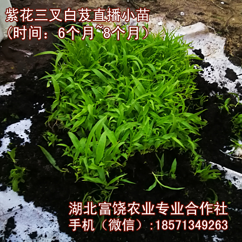 湖北紫花三叉白芨直播小苗基地湖北巨莖白芨種子種苗直銷(xiāo)批發(fā)
