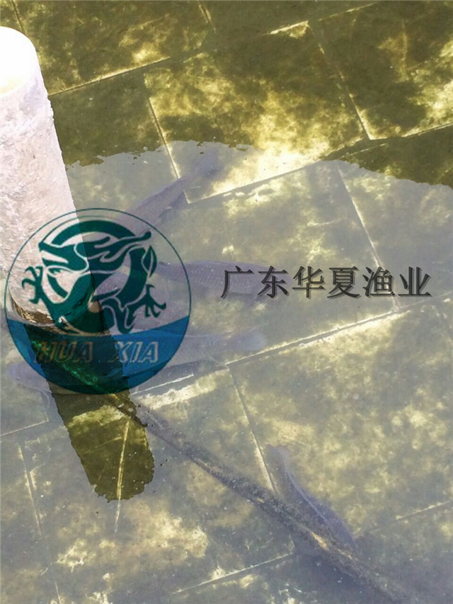 供應(yīng)求購(gòu)鴨嘴魚(yú)苗，鴨嘴魚(yú)多少錢(qián)一斤。鴨嘴魚(yú)苗哪里有賣(mài) 匙吻鱘魚(yú)苗