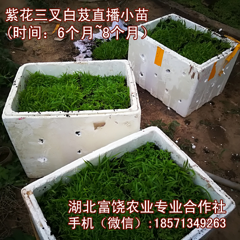 湖北紫花三叉白芨直播小苗基地湖北巨莖白芨種子種苗直銷(xiāo)批發(fā)