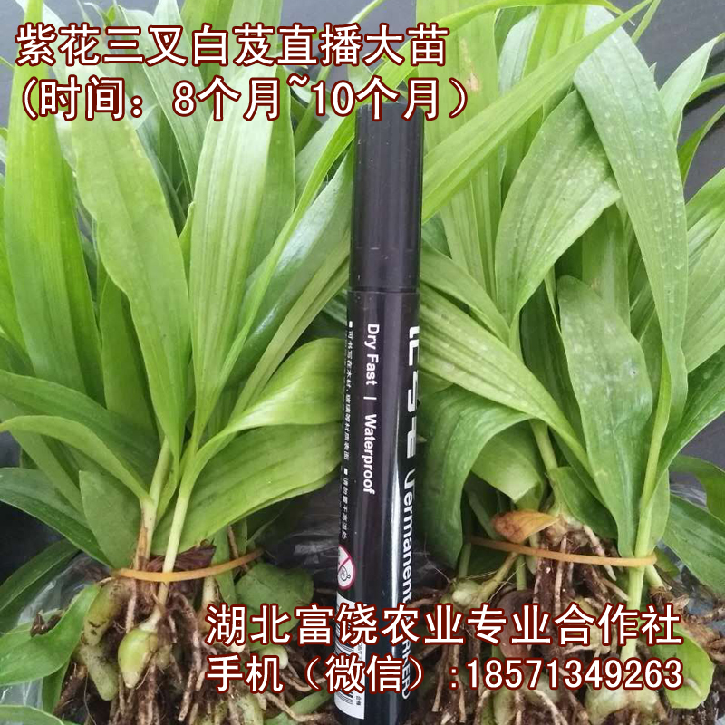 湖北紫花三叉白芨直播大苗基地巨莖白芨種子種苗直銷批發(fā)
