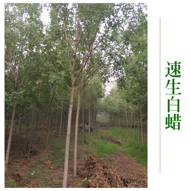 河北博野縣京興苗木花卉批發(fā) 速生白蠟速生白蠟苗 *綠化工程