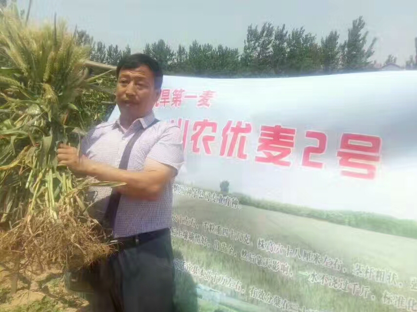 超級(jí)抗旱小麥新品種——山農(nóng)優(yōu)麥2