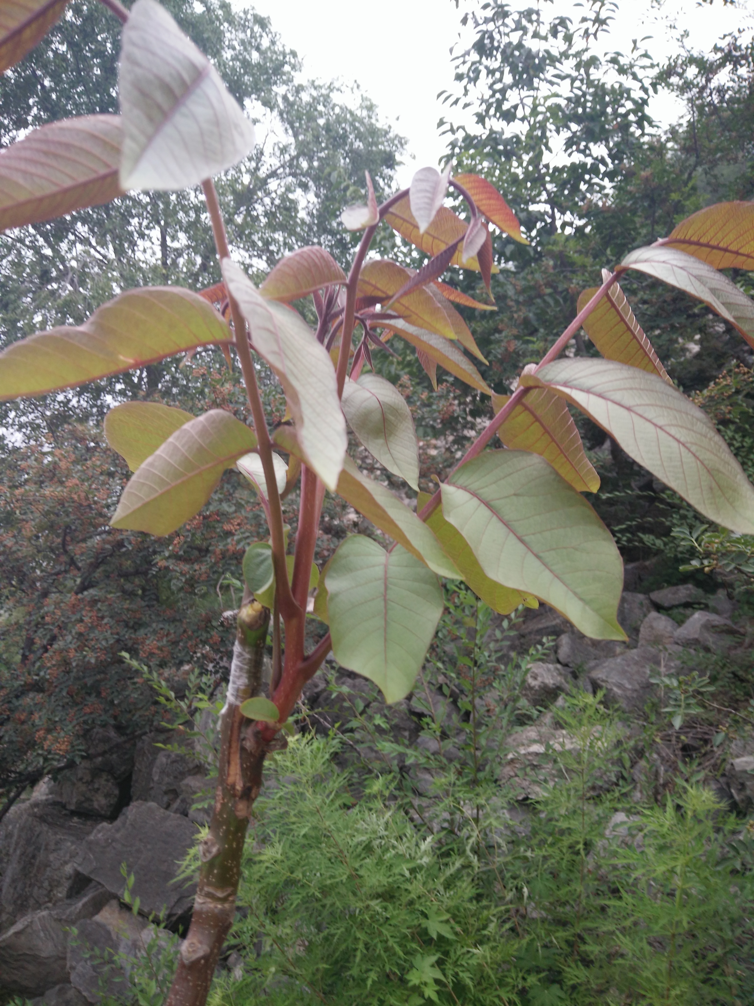 彩核一號(hào)彩色紅皮紅肉核桃