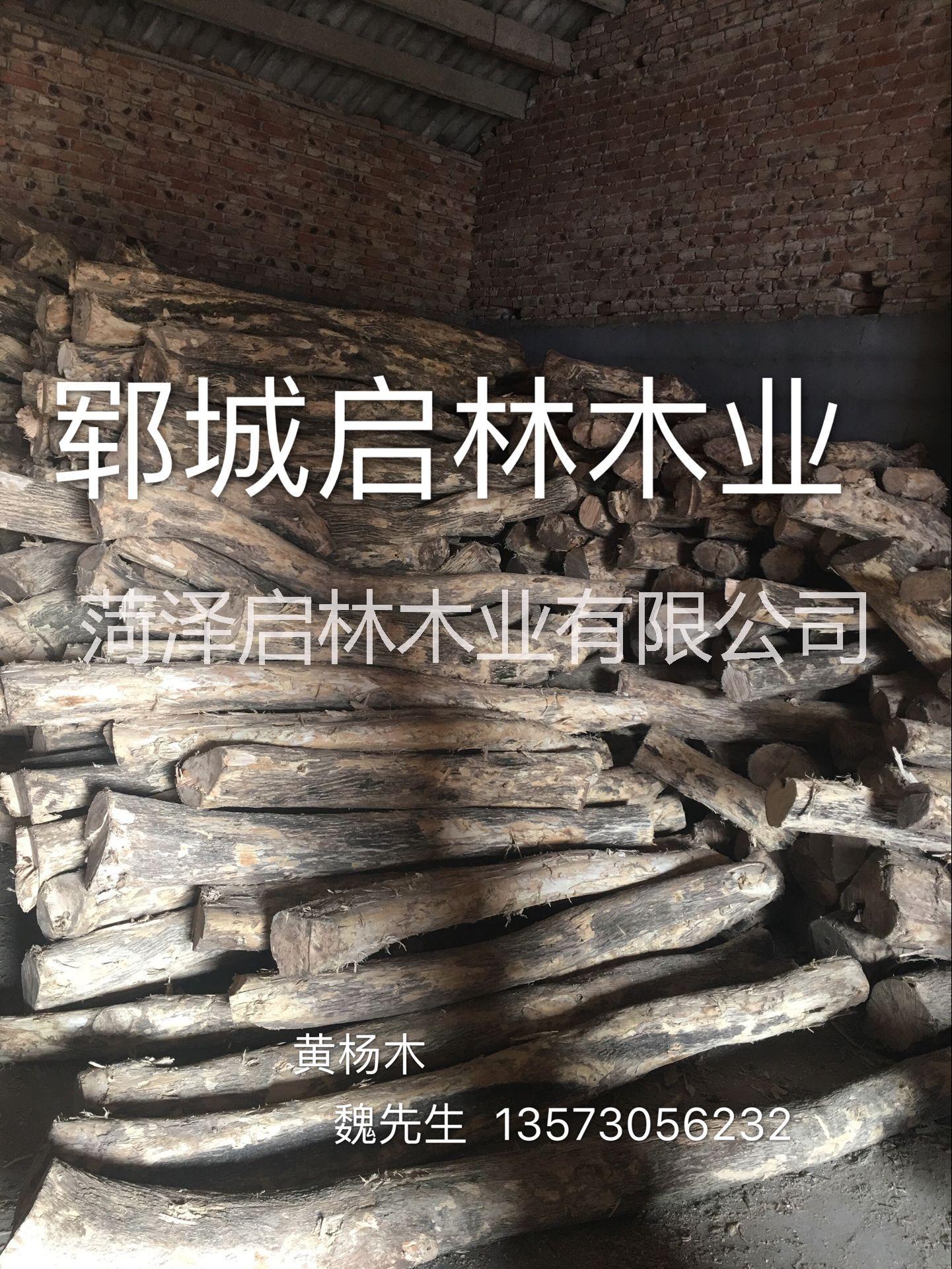 大批量出售用于工藝品/木雕的優(yōu)質(zhì)旱黃楊水黃楊批發(fā)/黃楊木原木價(jià)格