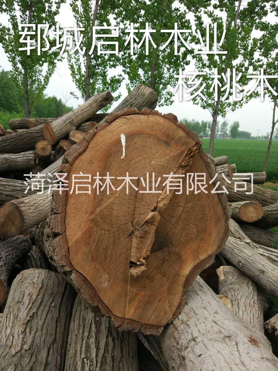 大量供應用于工藝品/雕刻/制作家具等的核桃木/優(yōu)質(zhì)大徑核桃原木批發(fā)