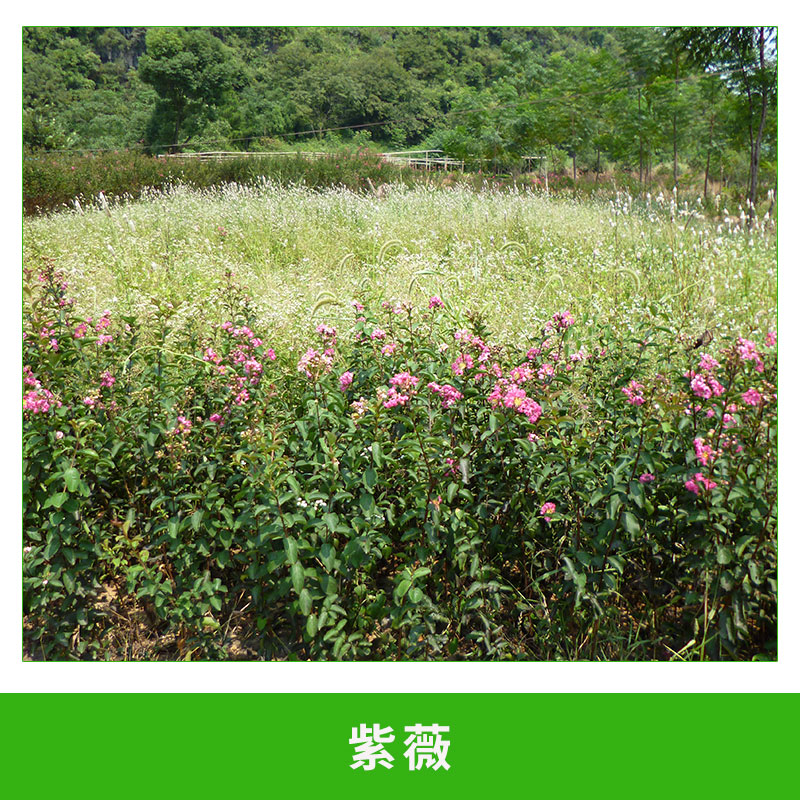 紫薇 工程綠化苗木 樹苗 叢生紅花苗 規(guī)格全 紅火球 歡迎來電訂購