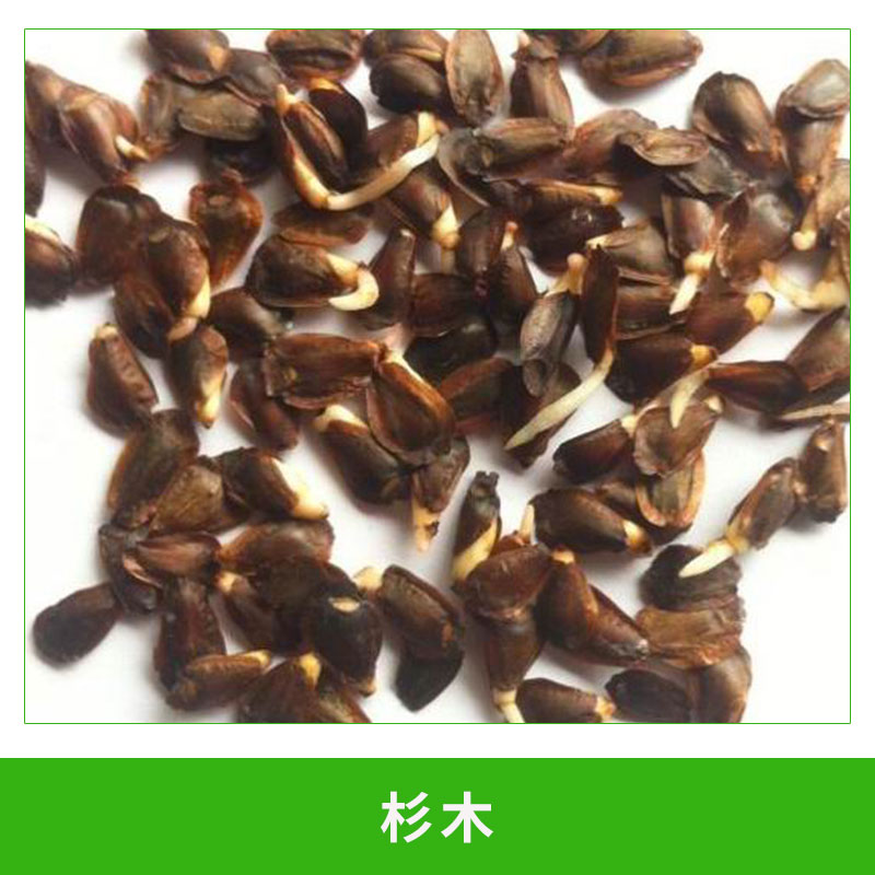杉木 杉秧苗杉樹杉苗松樹苗雪里松 根系發(fā)達(dá)存活率高 歡迎來(lái)電咨詢