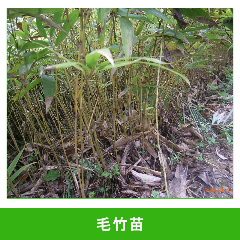 毛竹苗供應(yīng) 竹類(lèi)植物 綠化竹苗 優(yōu)質(zhì)樹(shù)苗 綠籬 生長(zhǎng)旺盛 適應(yīng)力強(qiáng) 歡迎來(lái)電咨詢(xún)
