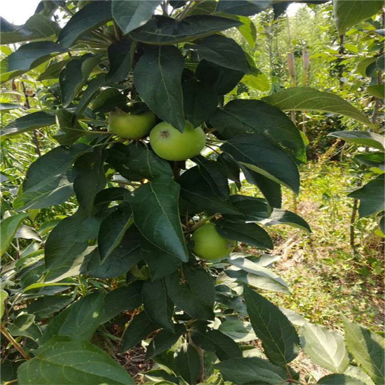 蘋(píng)果苗批發(fā) 智力紅*愛(ài) 紅富士 柱狀 紅星 蘋(píng)果苗價(jià)格
