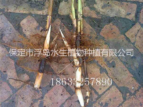 供應(yīng)蘆葦苗適合人工濕地用蘆葦苗專業(yè)種植蘆葦成活率高18633257890