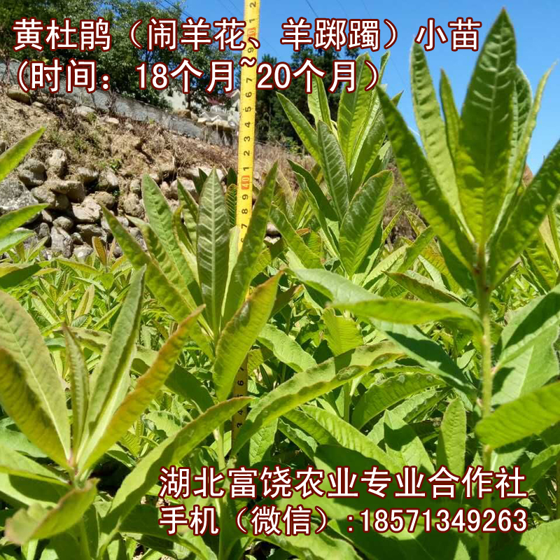 湖北黃杜鵑小苗鬧羊花種苗羊躑躅苗子基地育苗直銷