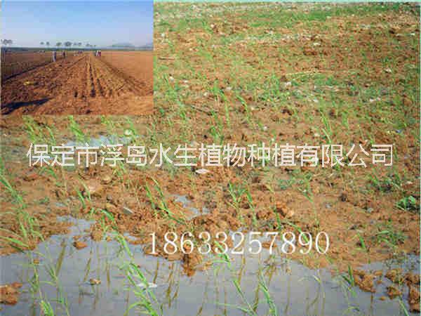 供應(yīng)蘆葦苗適合人工濕地用蘆葦苗專業(yè)種植蘆葦成活率高18633257890