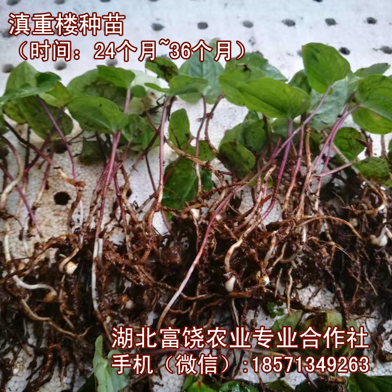 湖北滇重樓種苗云南高桿重樓云南白藥*種植品種基地直銷