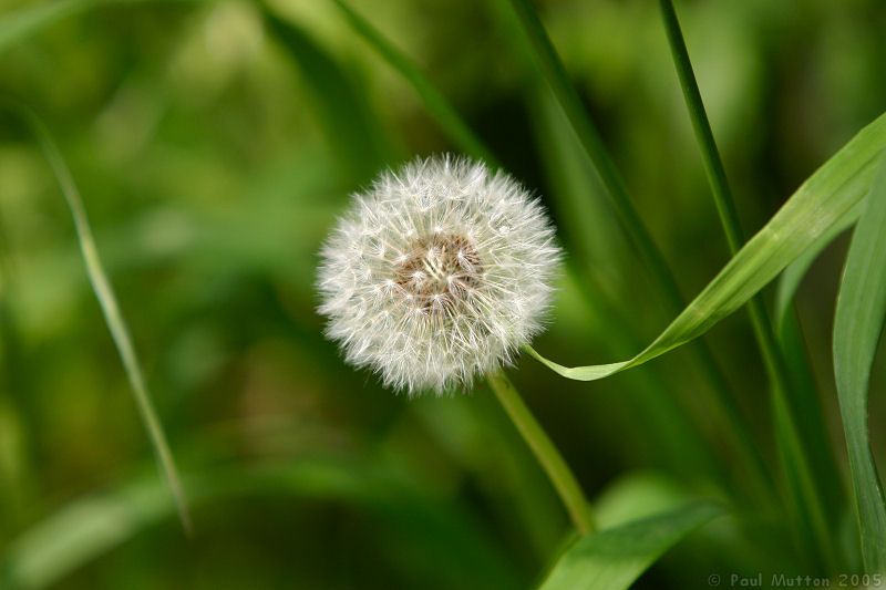 蒲公英提取物 蒲公英黃酮 5% 蒲公英提取物哪家好 蒲公英提取物廠家 蒲公英提取物廠家直銷