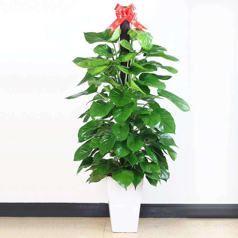 武漢室內(nèi)單位植物盆景租擺，武漢公司室外綠化租賃養(yǎng)護(hù)