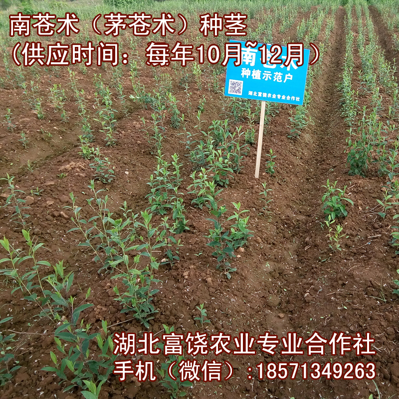 湖北南蒼術(shù)種莖茅蒼術(shù)種子蒼術(shù)塊莖種植基地批發(fā)提供技術(shù)支持