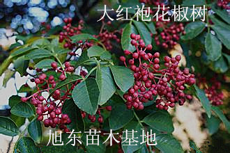 花椒苗 花椒樹苗 大紅袍花椒苗 山西花椒苗直銷電話