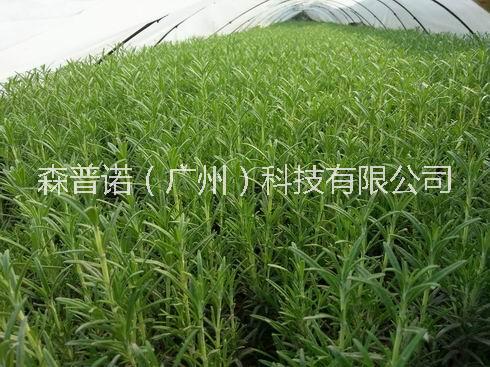 高含量迷迭香種苗、大葉迷迭香種苗、小葉迷迭香種苗有機(jī)迷迭香種苗