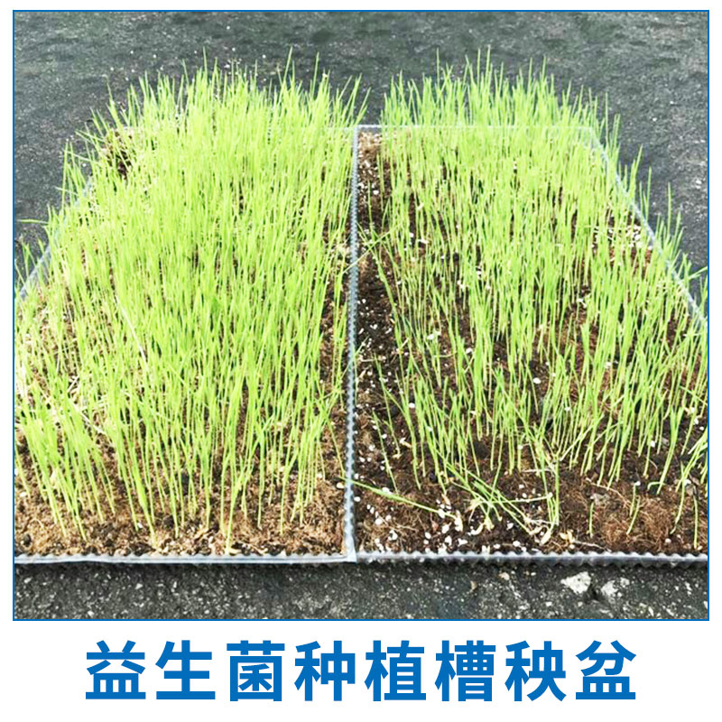 益生菌種植槽秧盆生產(chǎn) 園藝種植槽 營養(yǎng)種植槽 PVC栽培槽 水培培養(yǎng)槽 歡迎來電訂購