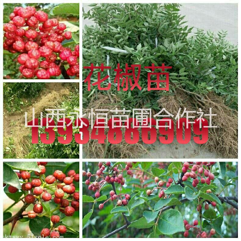 大紅袍花椒苗，山西大紅袍花椒苗，山西大紅袍花椒苗批發(fā)價格