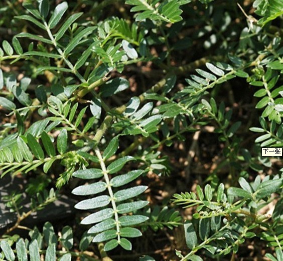 昌岳供應(yīng) 刺蒺藜提取物 西安昌岳現(xiàn)貨供應(yīng)刺蒺藜提取物