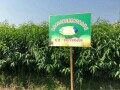 黃桃苗批發(fā)@黃桃苗木種植基地@黃桃苗木多少錢一棵 炎陵黃桃苗價(jià)格