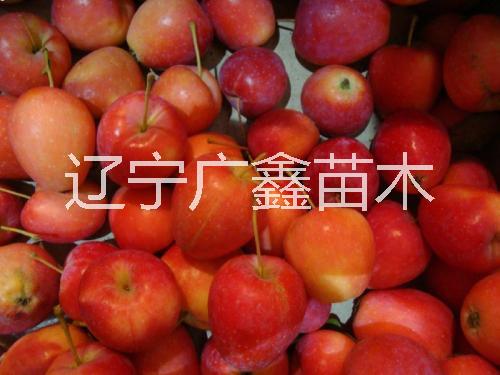 出售雞心果苗 供應(yīng)雞心果樹苗 雞心蘋果苗