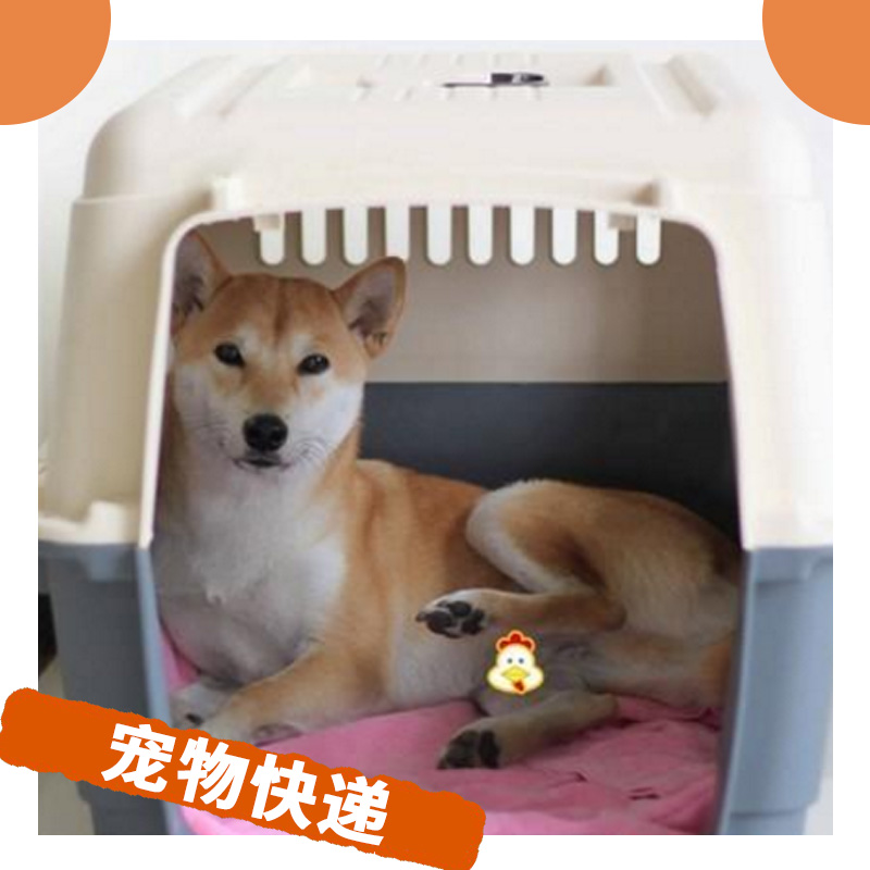 寵物快遞 海陸空多種運(yùn)輸選擇 和愛寵一同遠(yuǎn)游 *寵物托運(yùn)公司