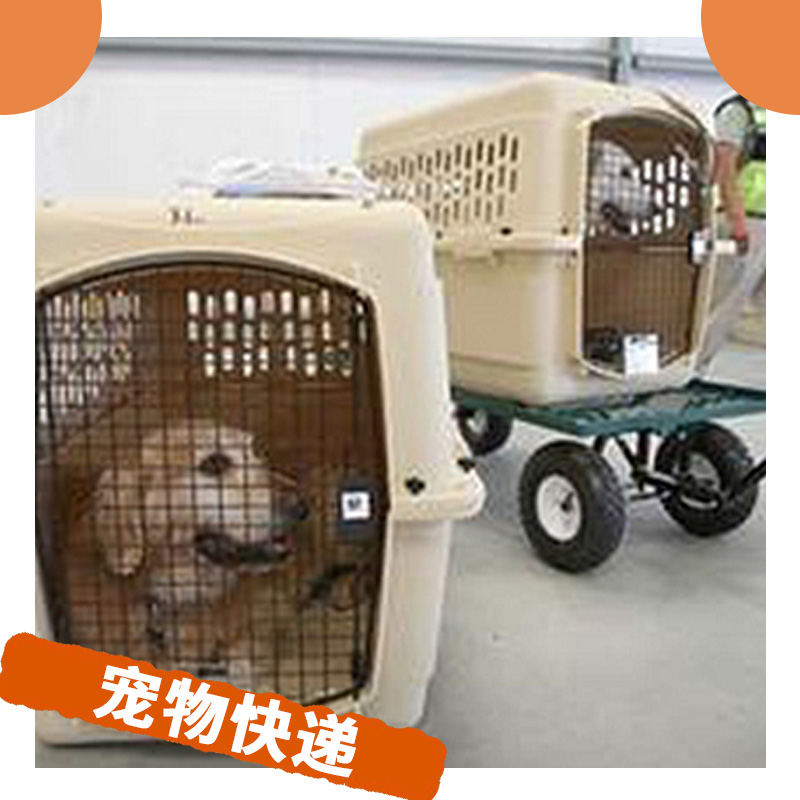 寵物快遞 海陸空多種運(yùn)輸選擇 和愛寵一同遠(yuǎn)游 *寵物托運(yùn)公司