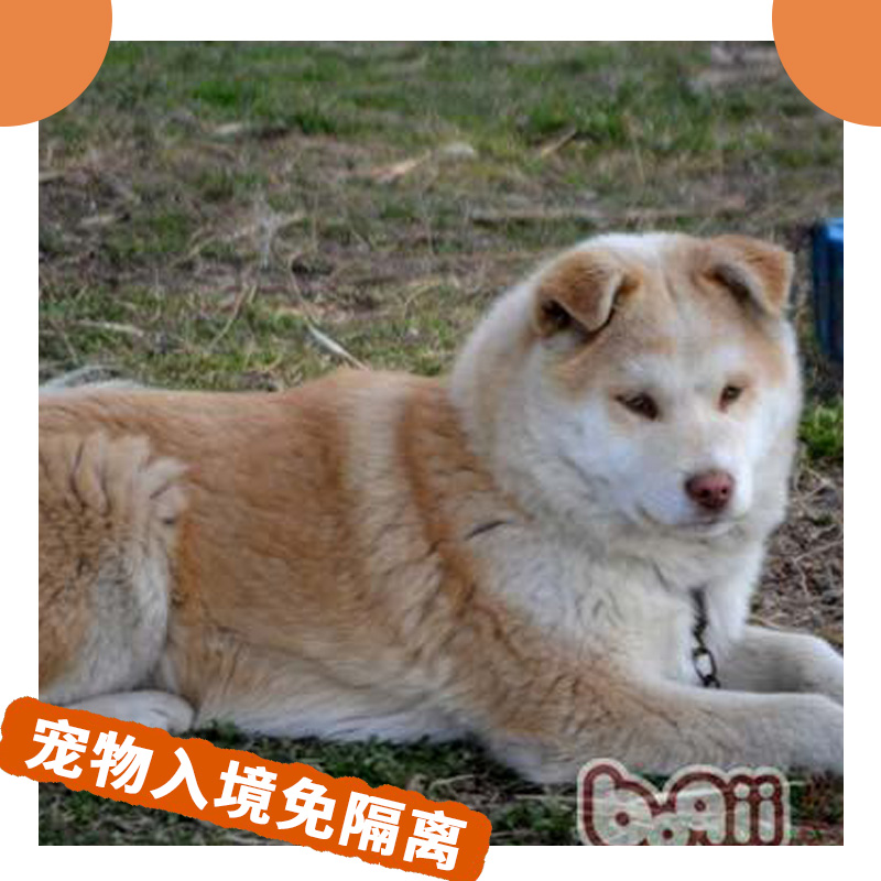 國際寵物托運(yùn) 寵物報(bào)關(guān)清關(guān)寵物入境免隔離 回國出國空運(yùn)寵物
