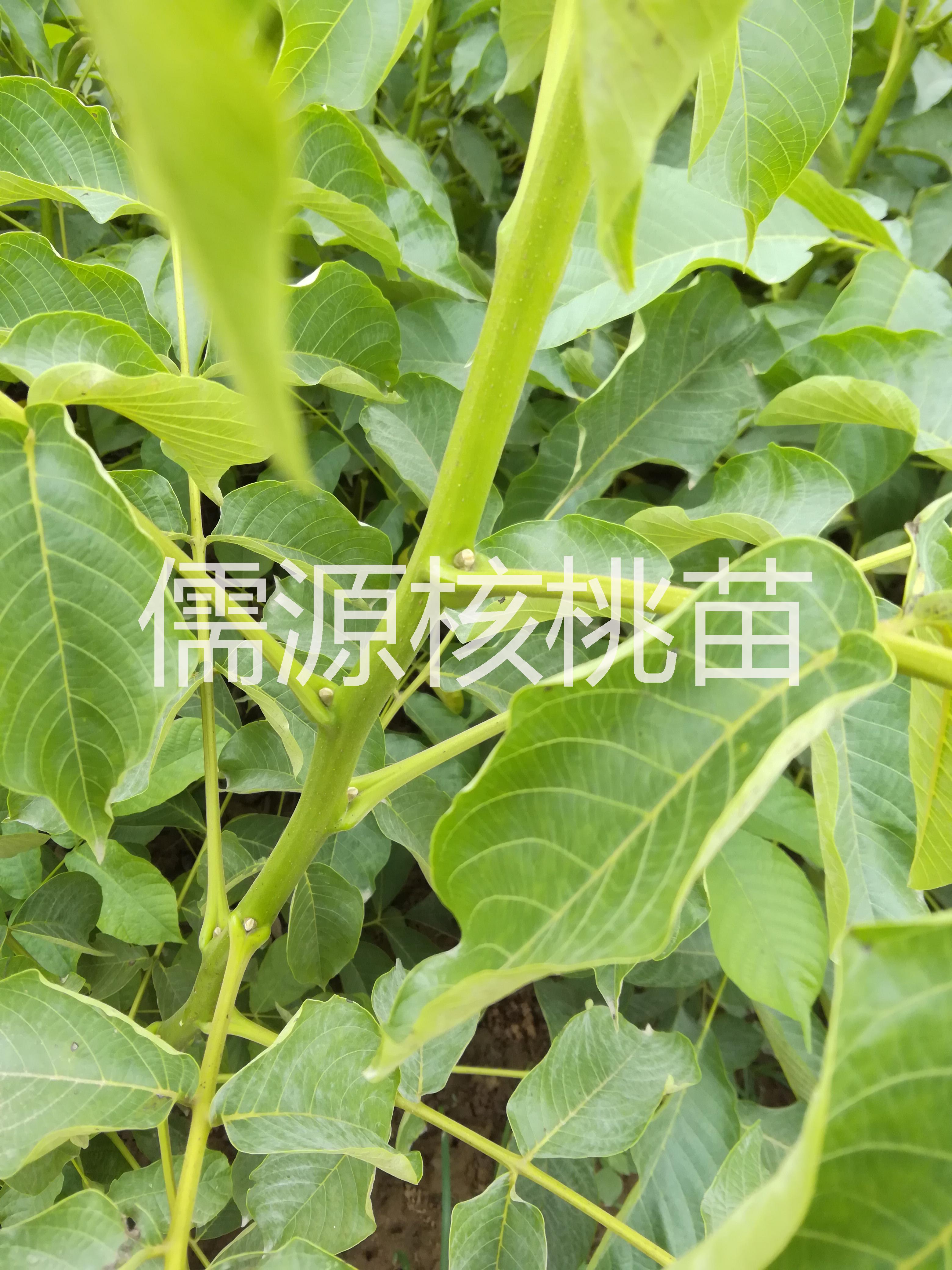 河北清香核桃苗供應(yīng)河北清香核桃苗