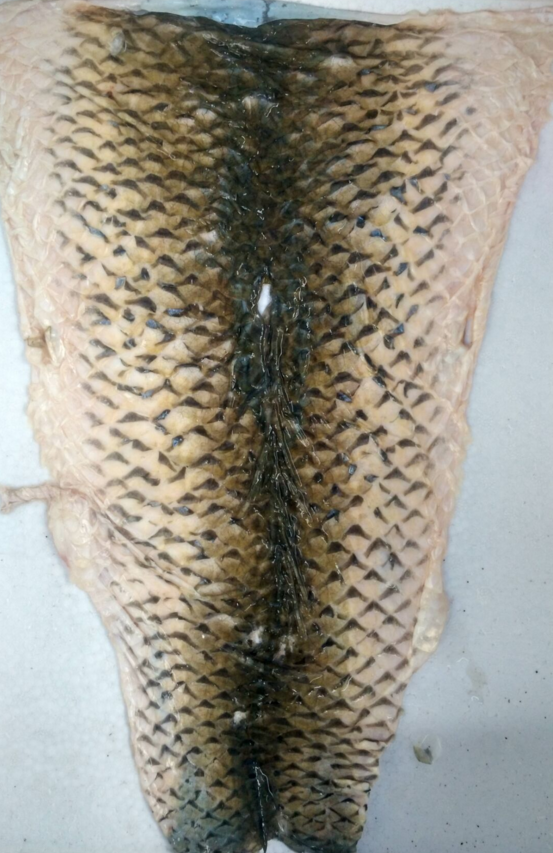 魚皮  泡椒魚皮 涼拌魚皮 麻辣魚皮 油炸魚皮 魚柳 火鍋 冷凍 魚皮批發(fā)