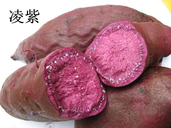 回收紫薯價格綾紫紫薯