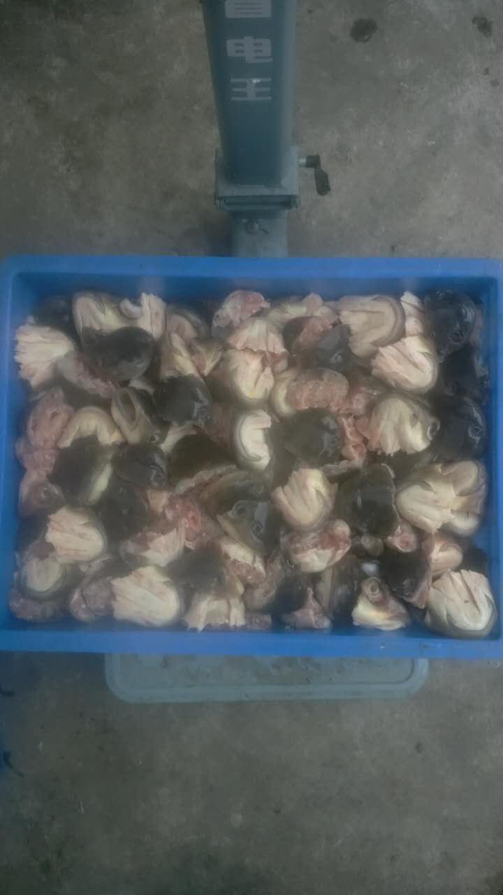 酒店食材魚(yú)嘴巴魚(yú)嘴唇訂購(gòu)加工新鮮 泰州魚(yú)頭價(jià)格 冷凍水產(chǎn)品價(jià)格