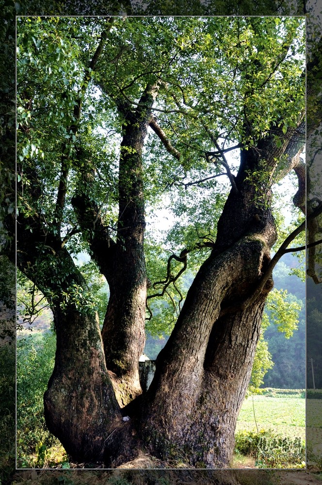 供應(yīng)多頭直生香樟、多頭直生香樟產(chǎn)地、多頭直生香樟價(jià)格