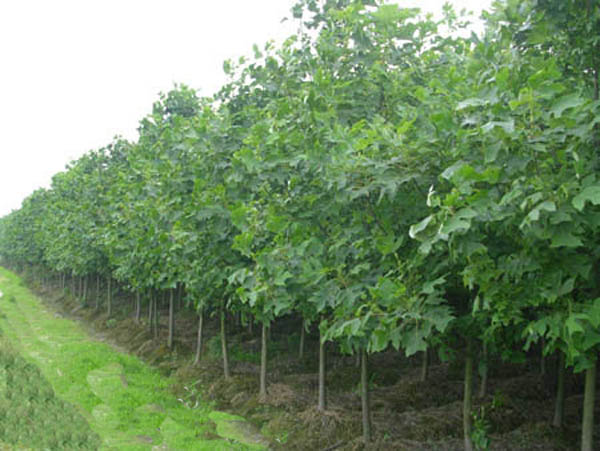 湖南馬褂木、馬褂木產(chǎn)地、馬褂木批發(fā)價格