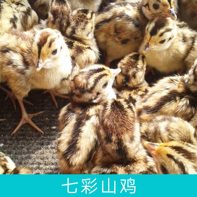 湖南廠家供應(yīng)*動(dòng)物山雞*七彩山雞家禽品質(zhì)優(yōu)良成活率高