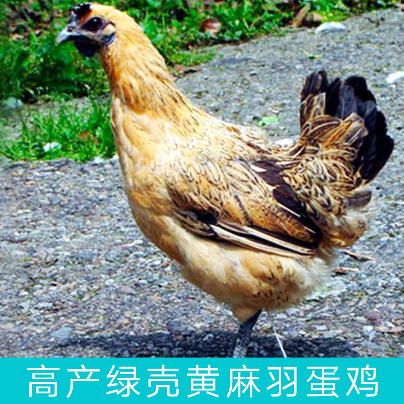 供應(yīng)麻羽綠殼蛋雞苗數(shù)量多價格從優(yōu)包運(yùn)包路損包成活率