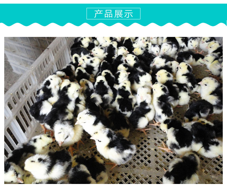 供應(yīng)貴妃.雞苗品種優(yōu)良*惠包運(yùn)數(shù)量多可以專(zhuān)車(chē)送貨上門(mén)