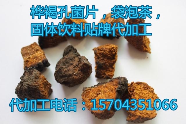 樺褐孔菌代加工 樺褐孔菌樺樹茸代加工