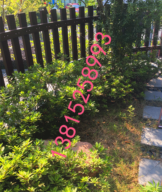 造型小葉黃楊、造型瓜子黃楊樹、蘇州別墅綠化工程、花木苗木市場、蘇州庭院綠化,造型樹古樁盆景