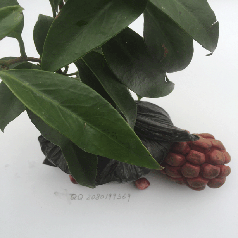 布福娜種子 黑老虎種子 冷飯團(tuán)