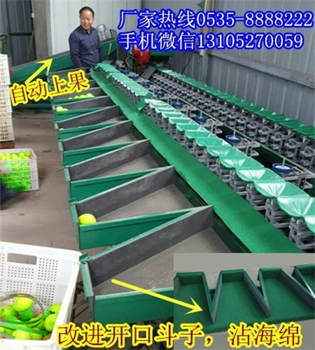 廣東青棗分選機(jī)*
