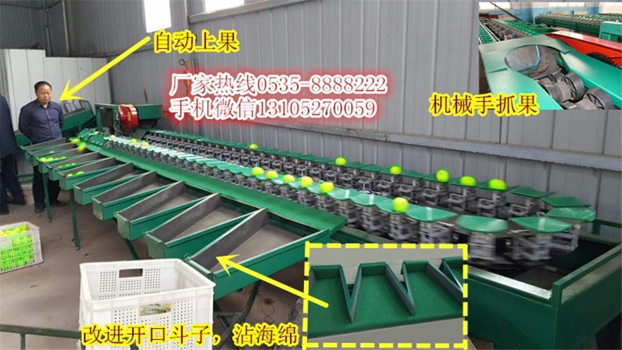 凱祥青棗分選機(jī)*領(lǐng)先