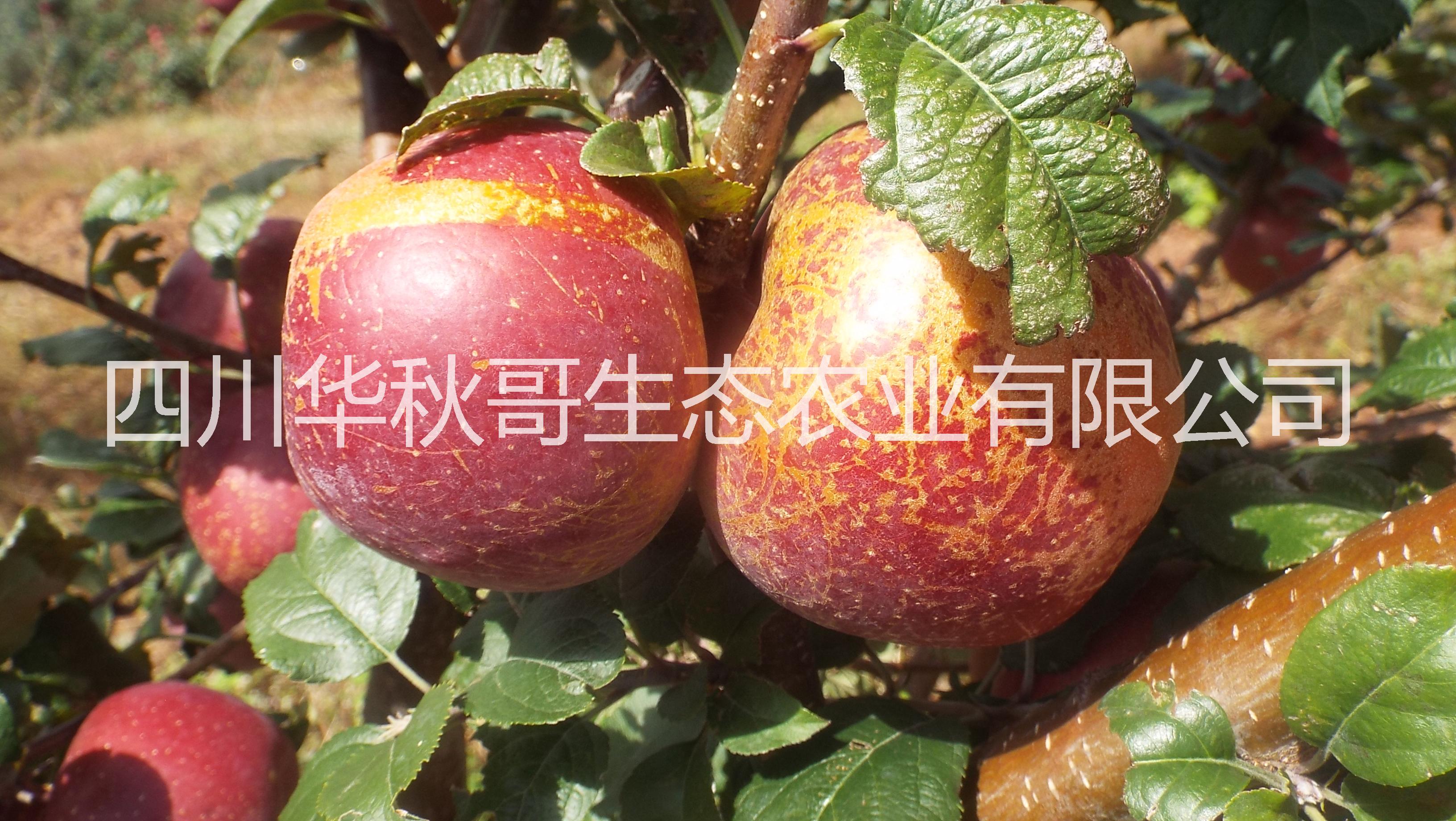 鹽源糖心蘋果 鹽源糖心蘋果紅富士丑蘋果*蘋果