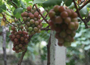 葡萄苗 葡萄直銷廠家 葡萄供應(yīng)商 *玫瑰 占地苗