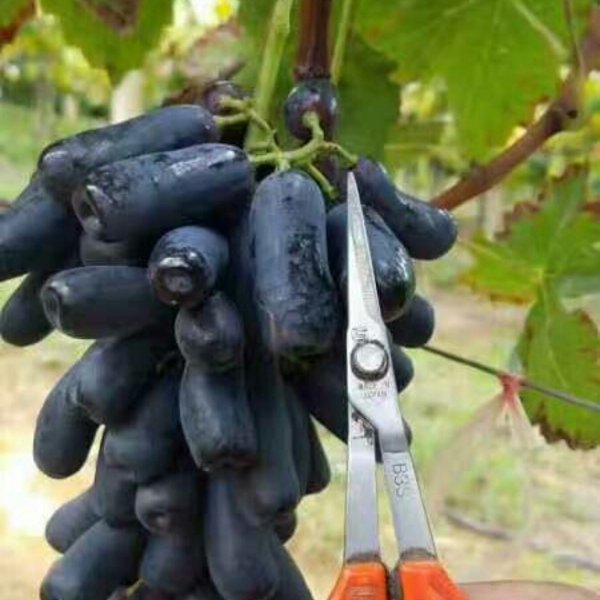 葡萄直銷廠家 葡萄供應(yīng)商 甜蜜藍(lán)寶石