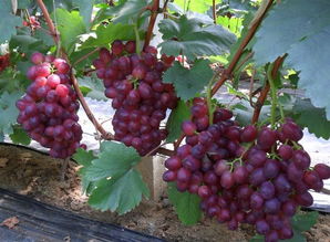 葡萄苗 葡萄直銷廠家 葡萄供應(yīng)商 陽(yáng)光玫瑰